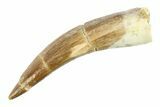 Bargain, Fossil Plesiosaur (Zarafasaura) Tooth - Morocco #297895-1